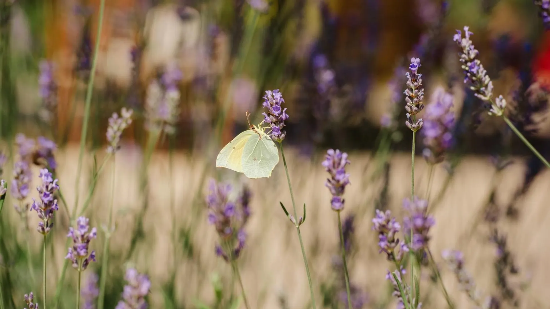 Ca La Gracieta Bed & Breakfast Santa Cristina d'Aro